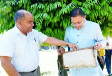 मुख्यमंत्री पुष्कर सिंह धामी का फोकस: मधुमक्खी पालन से रोजगार और शहद उत्पादन को बढ़ावा