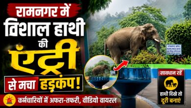 हाथी की मौजूदगी से प्रभावित हुआ बांध क्षेत्र का कामकाज