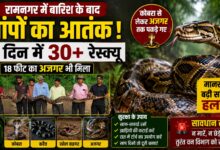 Ramnagar News: बारिश के बाद घरों में घुस रहे जहरीले सांप, वन विभाग ने जारी की एडवाइजरी Ramnagar News: बारिश के बाद घरों में घुस रहे जहरीले सांप, वन विभाग ने जारी की एडवाइजरी