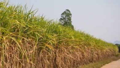 पंजाब कैबिनेट का बड़ा फैसला, गन्ना किसानों को मिलेगी ₹68.50 प्रति क्विंटल की सीधी सब्सिडी