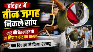Haridwar News: एक दिन में तीन Snake Rescue, कोबरा और अजगर समेत धामन को जंगल छोड़ा