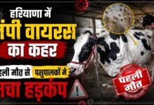 हरियाणा में लंपी वायरस का कहर, पहली मौत से पशुपालकों में मचा हड़कंप