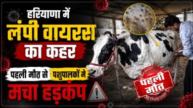 हरियाणा में लंपी वायरस का कहर, पहली मौत से पशुपालकों में मचा हड़कंप हरियाणा में लंपी वायरस का कहर, पहली मौत से पशुपालकों में मचा हड़कंप