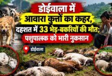 डोईवाला में आवारा कुत्तों का आतंक, भगदड़ में 33 भेड़-बकरियों की मौत डोईवाला में आवारा कुत्तों का आतंक, भगदड़ में 33 भेड़-बकरियों की मौत