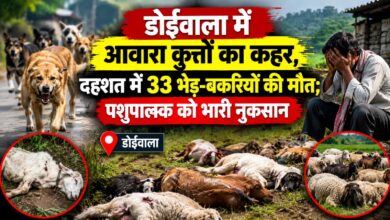 डोईवाला में आवारा कुत्तों का आतंक, भगदड़ में 33 भेड़-बकरियों की मौत