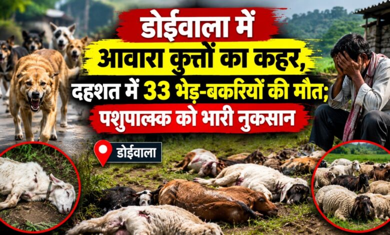 डोईवाला में आवारा कुत्तों का आतंक, भगदड़ में 33 भेड़-बकरियों की मौत डोईवाला में आवारा कुत्तों का आतंक, भगदड़ में 33 भेड़-बकरियों की मौत
