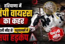 नारनौल में लंपी वायरस से दुधारू गाय की मौत, 97 पशु संक्रमण की चपेट में