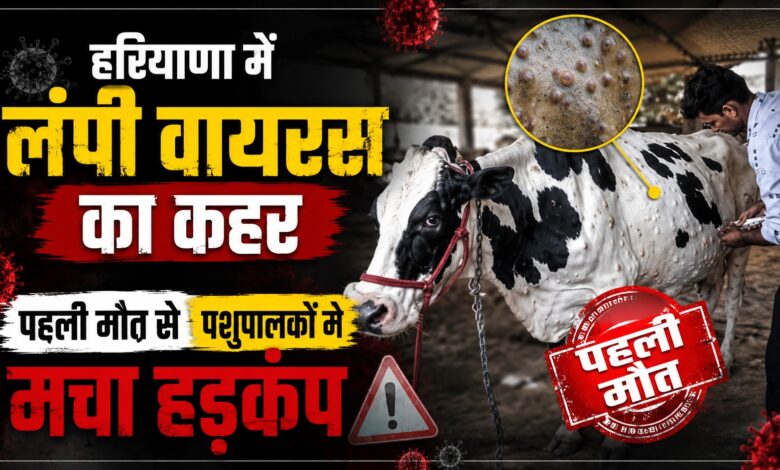 नारनौल में लंपी वायरस से दुधारू गाय की मौत, 97 पशु संक्रमण की चपेट में नारनौल में लंपी वायरस से दुधारू गाय की मौत, 97 पशु संक्रमण की चपेट में