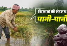 उत्तराखंड में बेमौसम बारिश से किसानों को भारी नुकसान, 8 हजार हेक्टेयर से ज्यादा खरीफ फसल बर्बाद; बागवानी पर भी मार