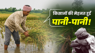 उत्तराखंड में बेमौसम बारिश से किसानों को भारी नुकसान, 8 हजार हेक्टेयर से ज्यादा खरीफ फसल बर्बाद; बागवानी पर भी मार
