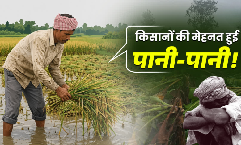 उत्तराखंड में बेमौसम बारिश से किसानों को भारी नुकसान, 8 हजार हेक्टेयर से ज्यादा खरीफ फसल बर्बाद; बागवानी पर भी मार
